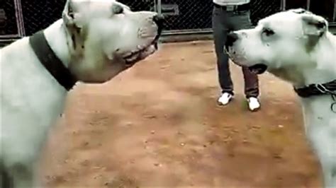 A Dogo Argentino can make a very good guard dog. . Bully kutta vs dogo argentino fight